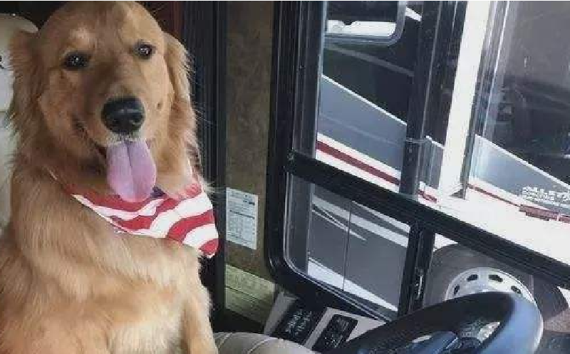 帶著寵物去旅行(一)前期準(zhǔn)備 帶著寵物去旅行(一)前期準(zhǔn)備