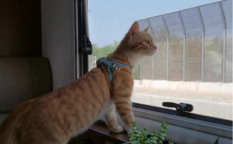 帶著寵物去旅行(一)前期準(zhǔn)備 帶著寵物去旅行(一)前期準(zhǔn)備