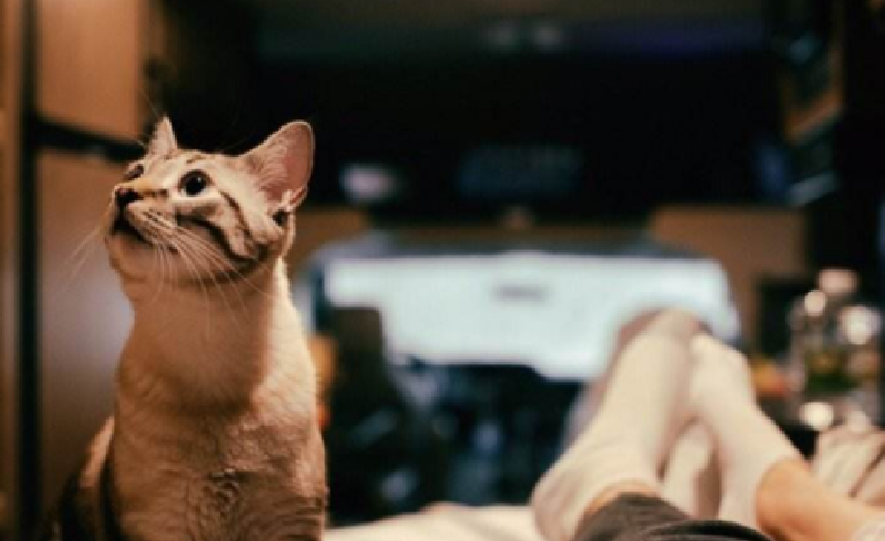 帶著寵物去旅行(一)前期準(zhǔn)備 帶著寵物去旅行(一)前期準(zhǔn)備