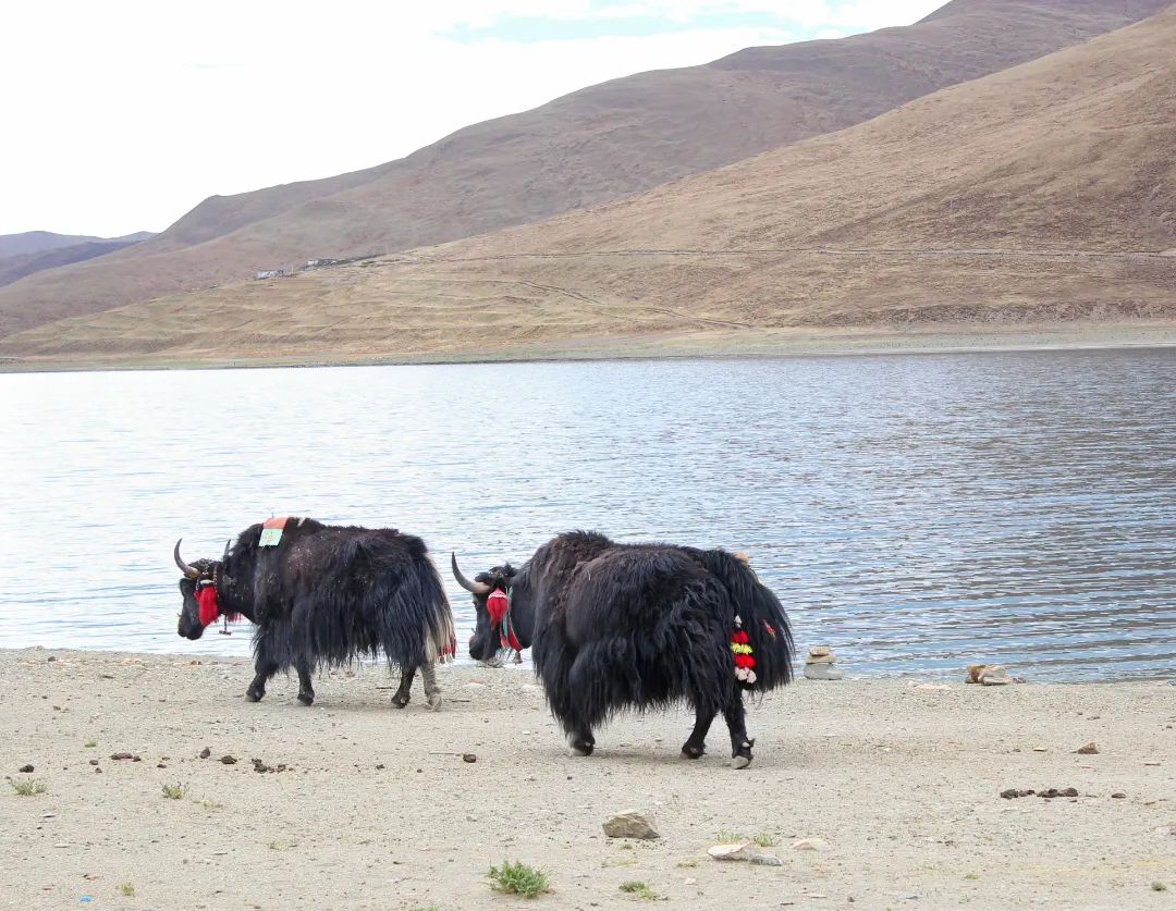 雪域西藏，此生必駕—— 自由炮護(hù)航！