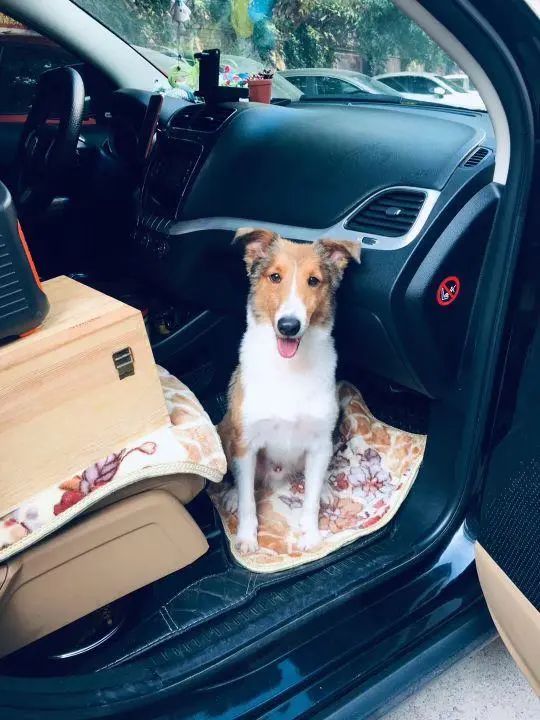 58歲的她，自駕房車旅居，一人兩犬，活成了自己喜歡的樣子